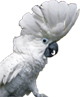 Papuga Zuzka
